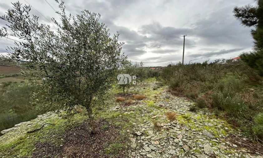 Terreno Agricola ou Rústico para Venda em Barcos e Santa Leocádia Foto 6