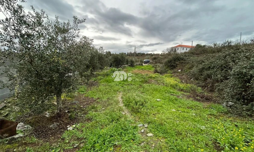Terreno Agricola ou Rústico para Venda em Barcos e Santa Leocádia Foto 5