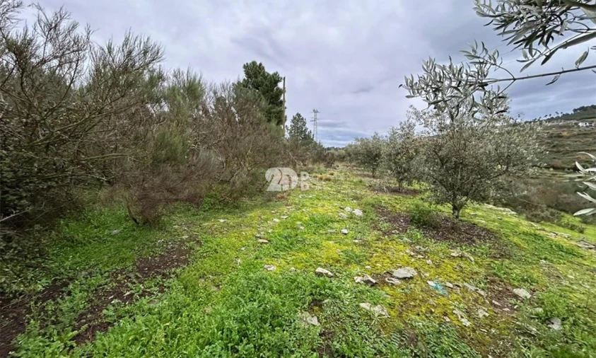 Terreno Agricola ou Rústico para Venda em Barcos e Santa Leocádia Foto 3