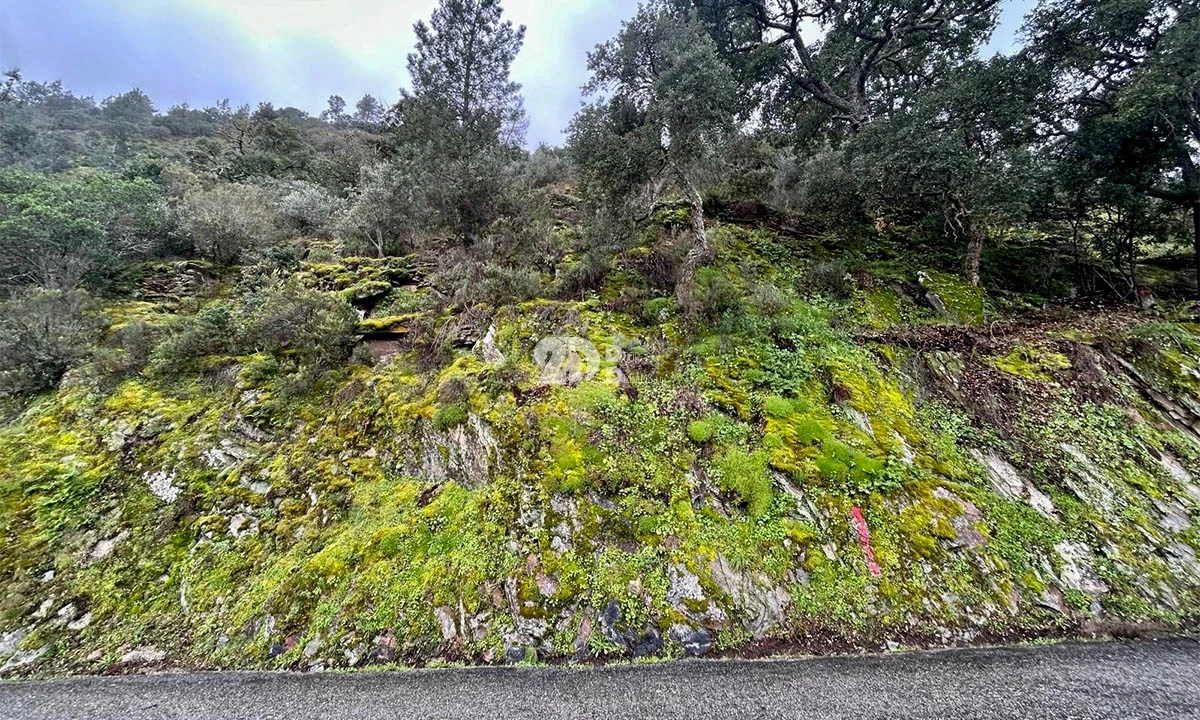 Terreno Agricola ou Rústico para Venda em Tabuaço Foto 3