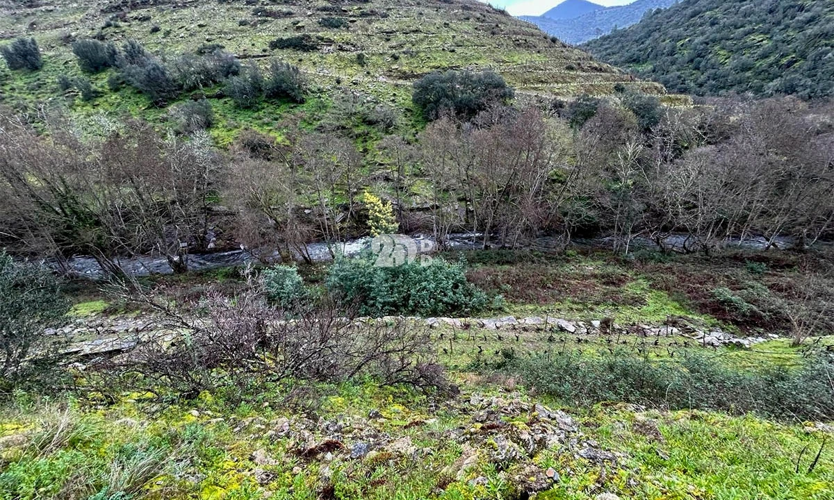 Terreno Agricola ou Rústico para Venda em Tabuaço Foto 28