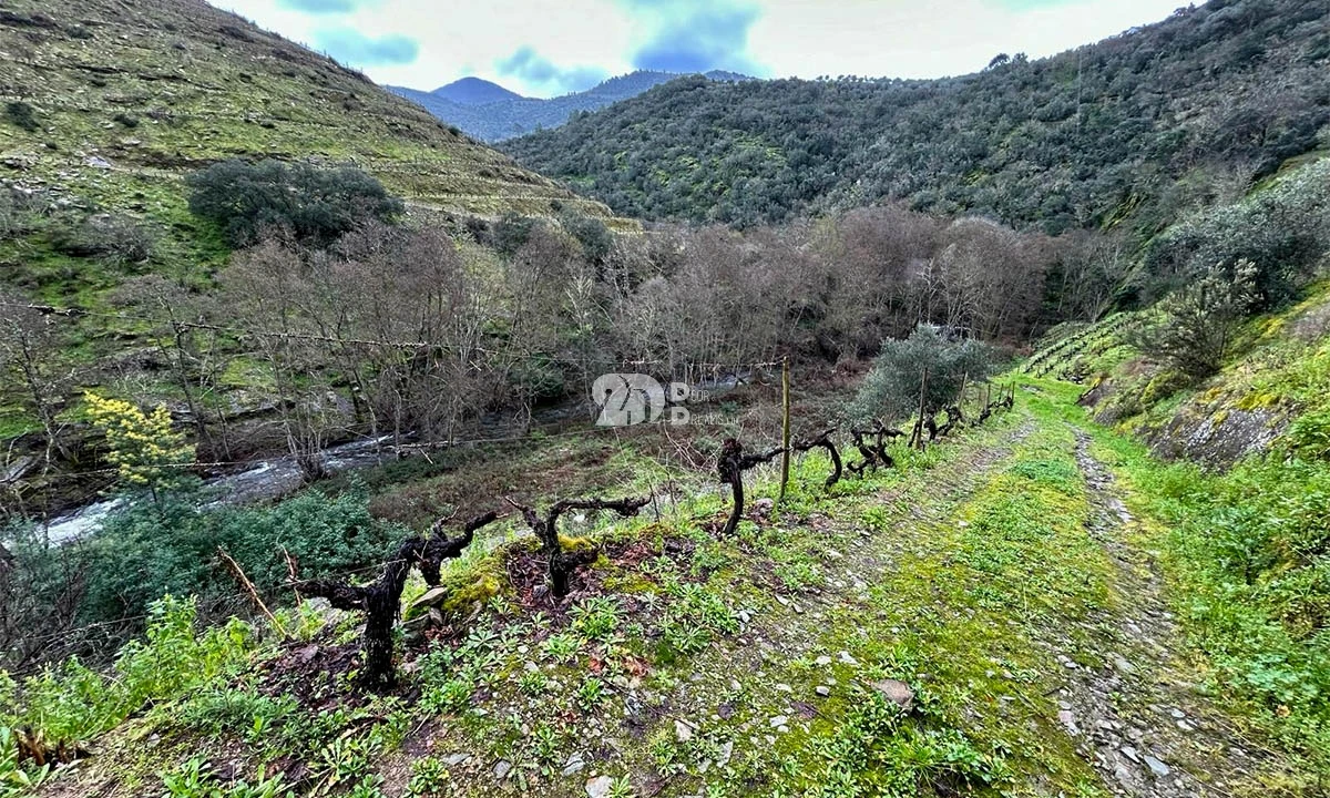 Terreno Agricola ou Rústico para Venda em Tabuaço Foto 1