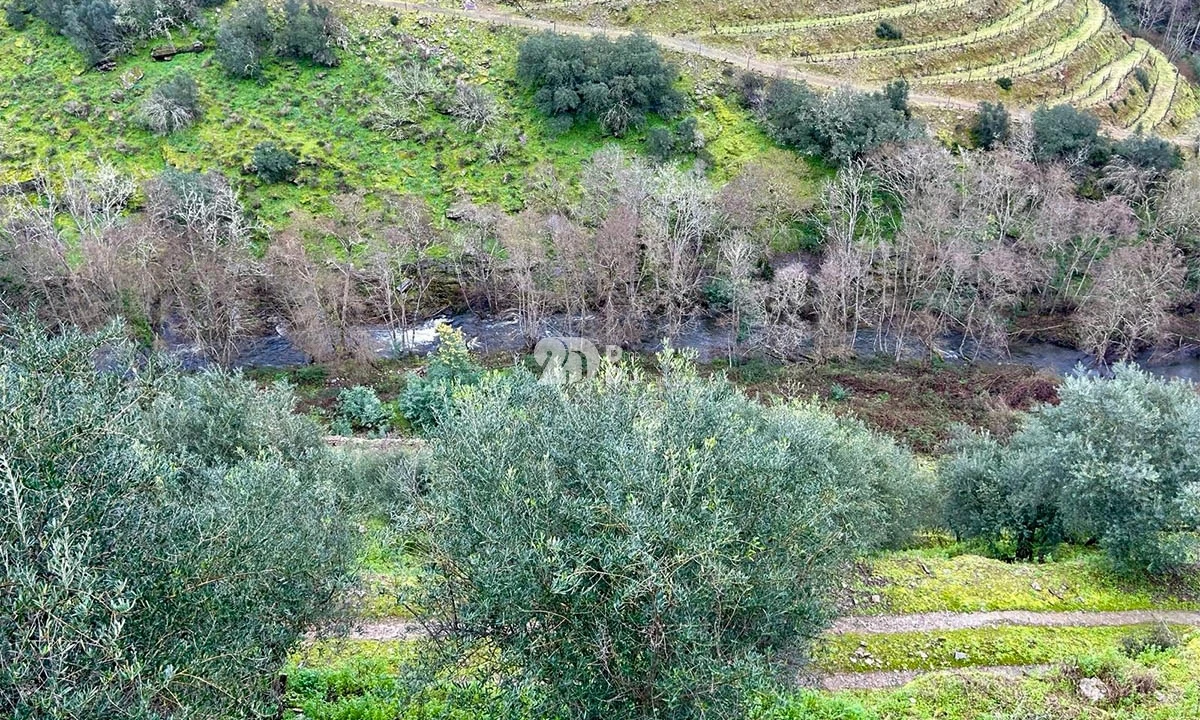 Terreno Agricola ou Rústico para Venda em Tabuaço Foto 14
