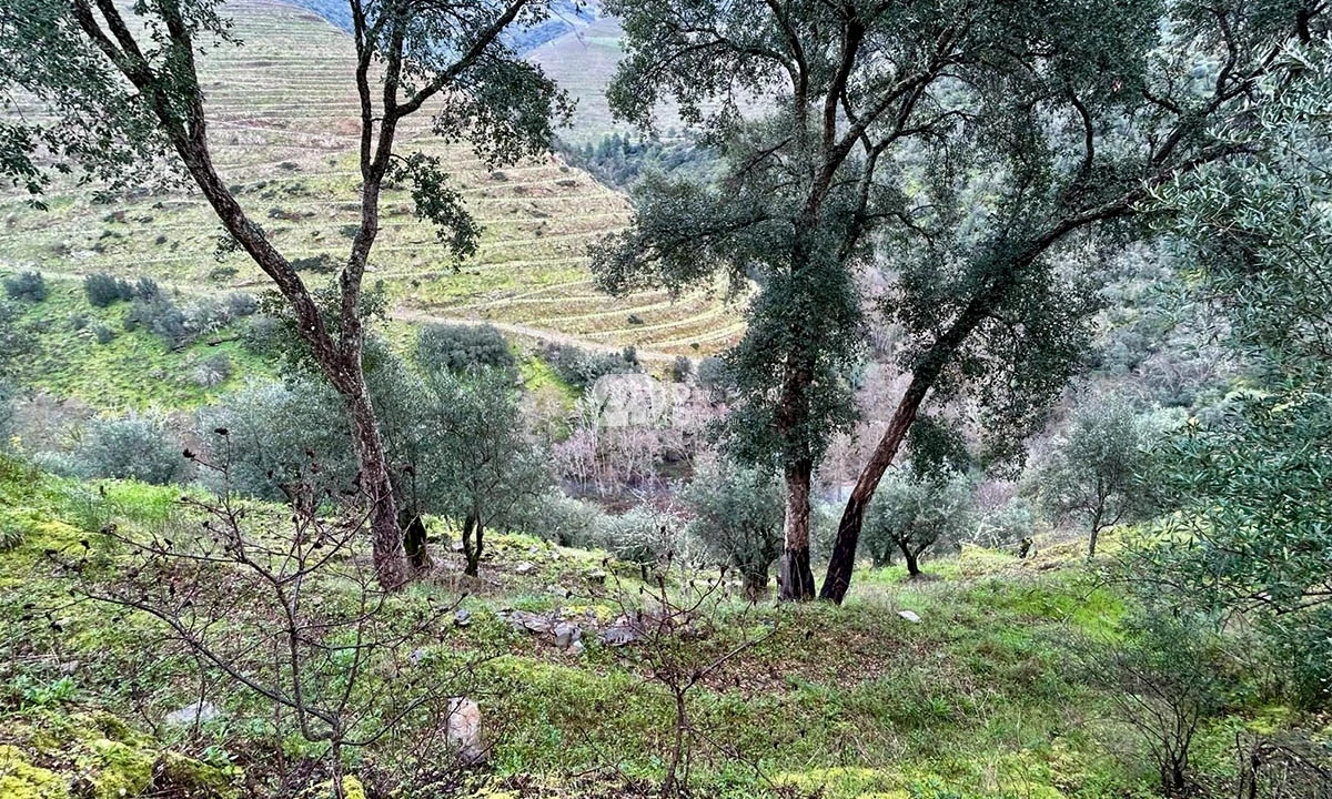 Terreno Agricola ou Rústico para Venda em Tabuaço Foto 10
