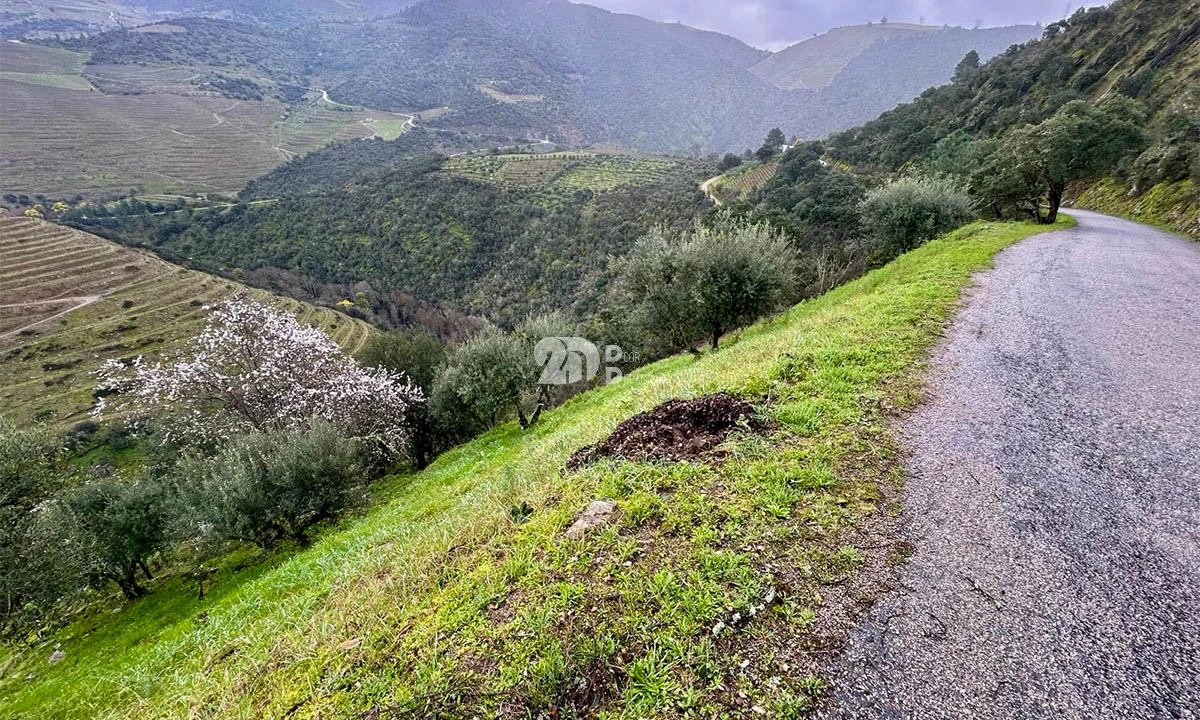 Terreno Agricola ou Rústico para Venda em Tabuaço Foto 5
