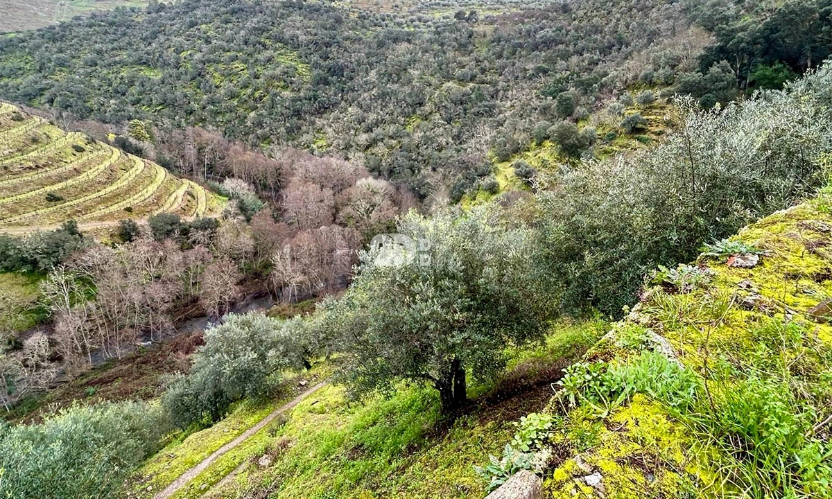 Terreno Agricola ou Rústico para Venda em Tabuaço Foto 15
