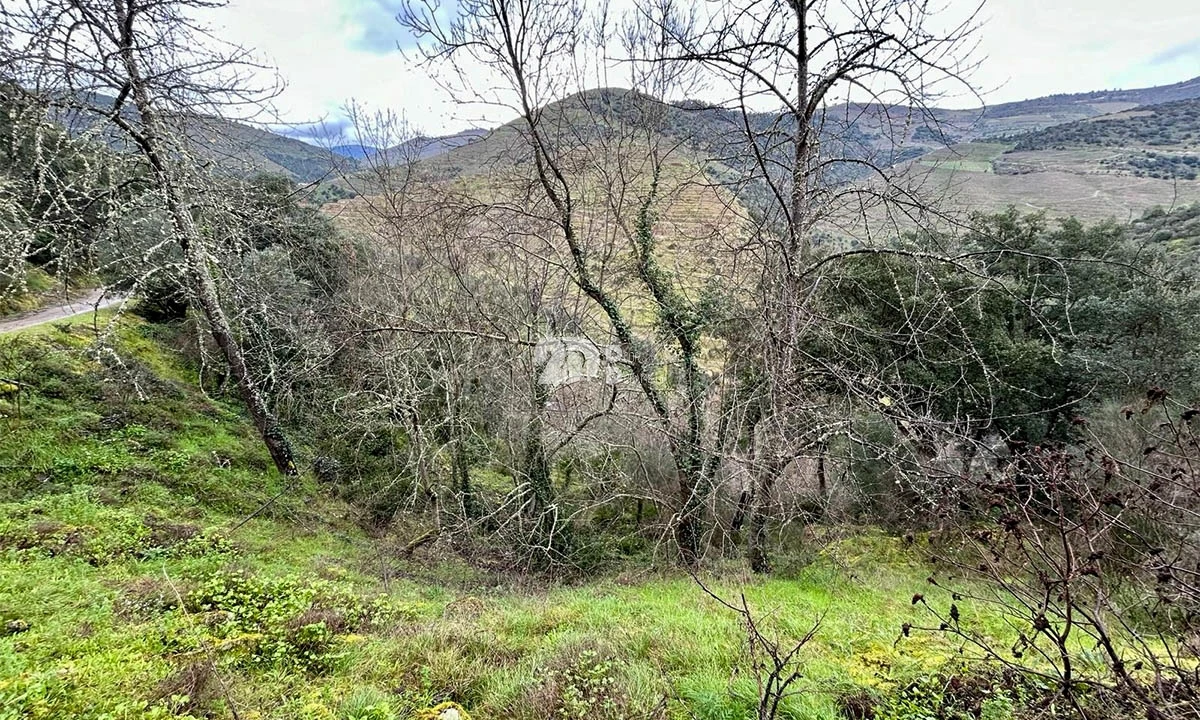 Terreno Agricola ou Rústico para Venda em Tabuaço Foto 9