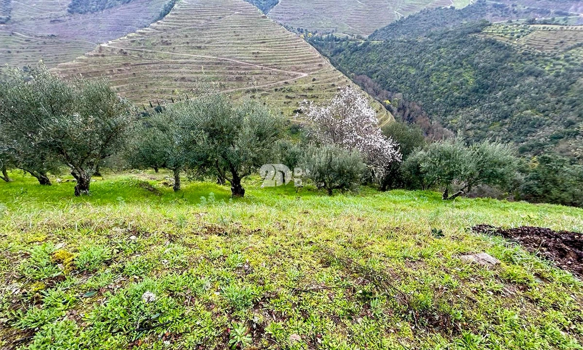 Terreno Agricola ou Rústico para Venda em Tabuaço Foto 4