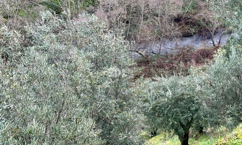 Terreno Agricola ou Rústico para Venda em Tabuaço Foto 19