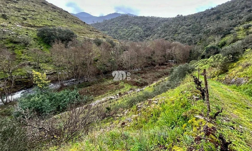Terreno Agricola ou Rústico para Venda em Tabuaço Foto 33