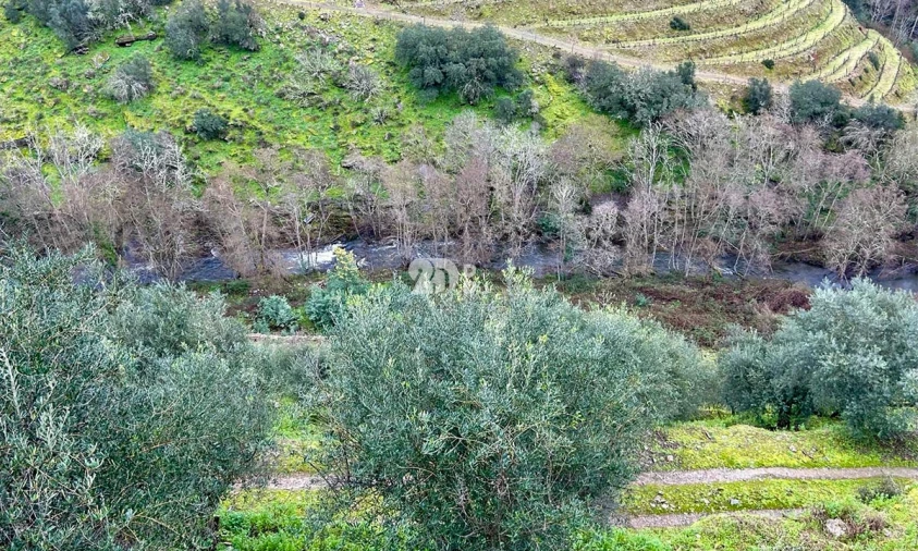 Terreno Agricola ou Rústico para Venda em Tabuaço Foto 14