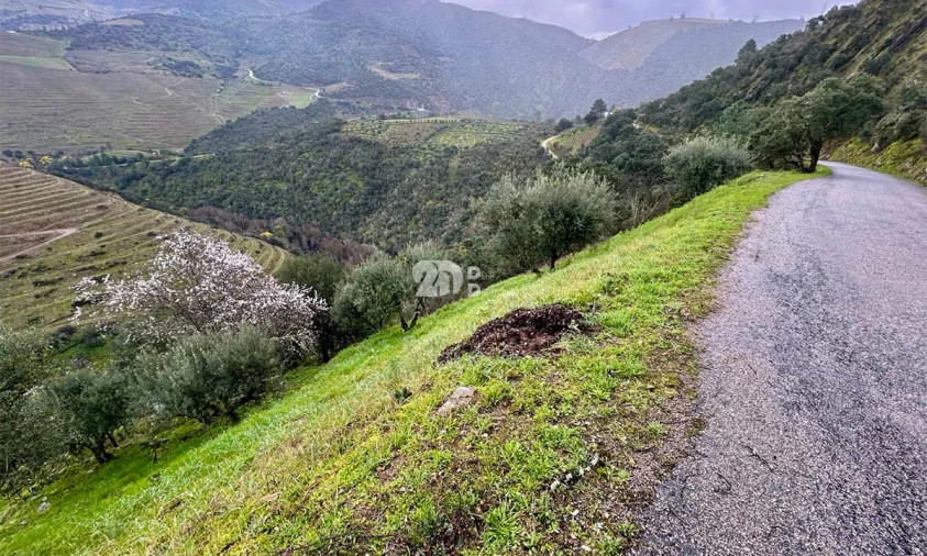 Terreno Agricola ou Rústico para Venda em Tabuaço Foto 5