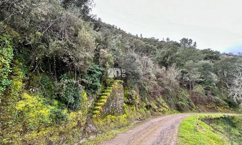 Terreno Agricola ou Rústico para Venda em Tabuaço Foto 7