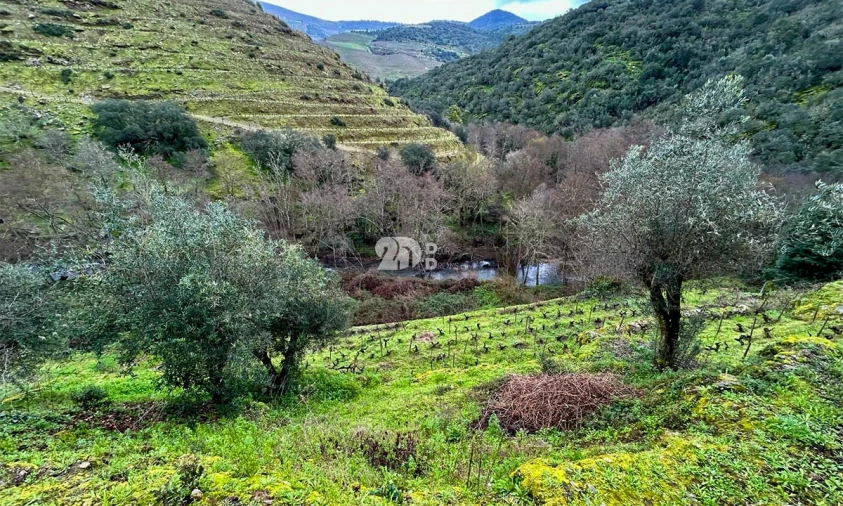 Terreno Agricola ou Rústico para Venda em Tabuaço Foto 22