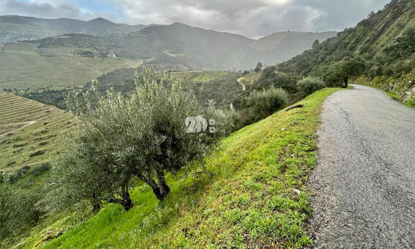 Terreno Agricola ou Rústico para Venda em Tabuaço Foto 2