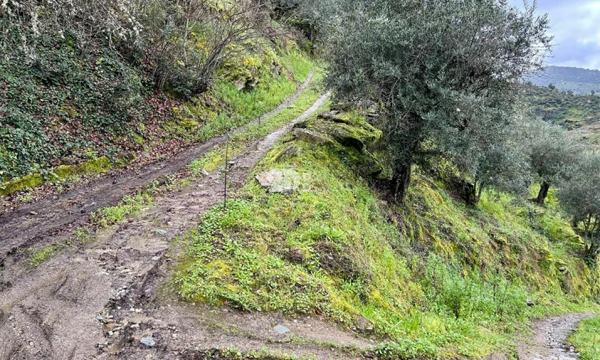 Terreno Agricola ou Rústico para Venda em Tabuaço Foto 23
