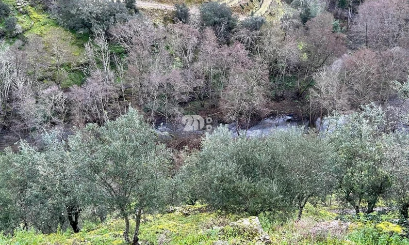 Terreno Agricola ou Rústico para Venda em Tabuaço Foto 20