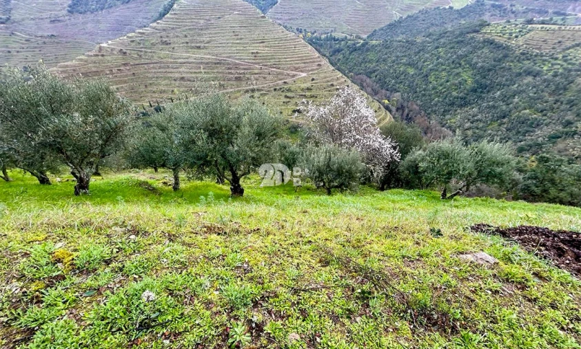 Terreno Agricola ou Rústico para Venda em Tabuaço Foto 4