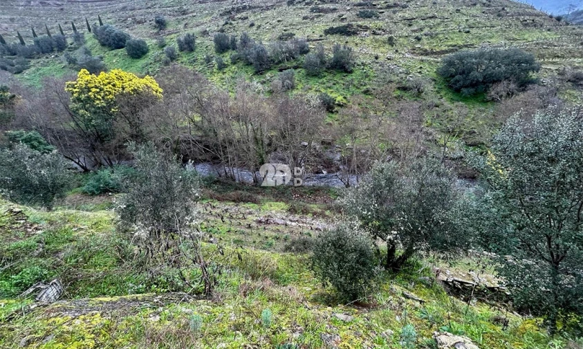 Terreno Agricola ou Rústico para Venda em Tabuaço Foto 29