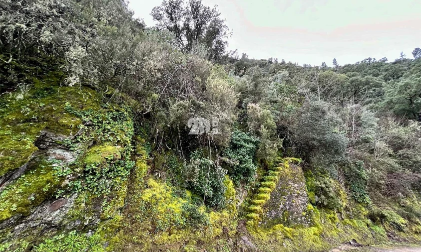 Terreno Agricola ou Rústico para Venda em Tabuaço Foto 8