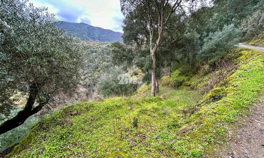 Terreno Agricola ou Rústico para Venda em Tabuaço Foto 11