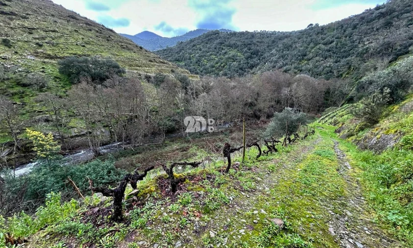 Terreno Agricola ou Rústico para Venda em Tabuaço Foto 25
