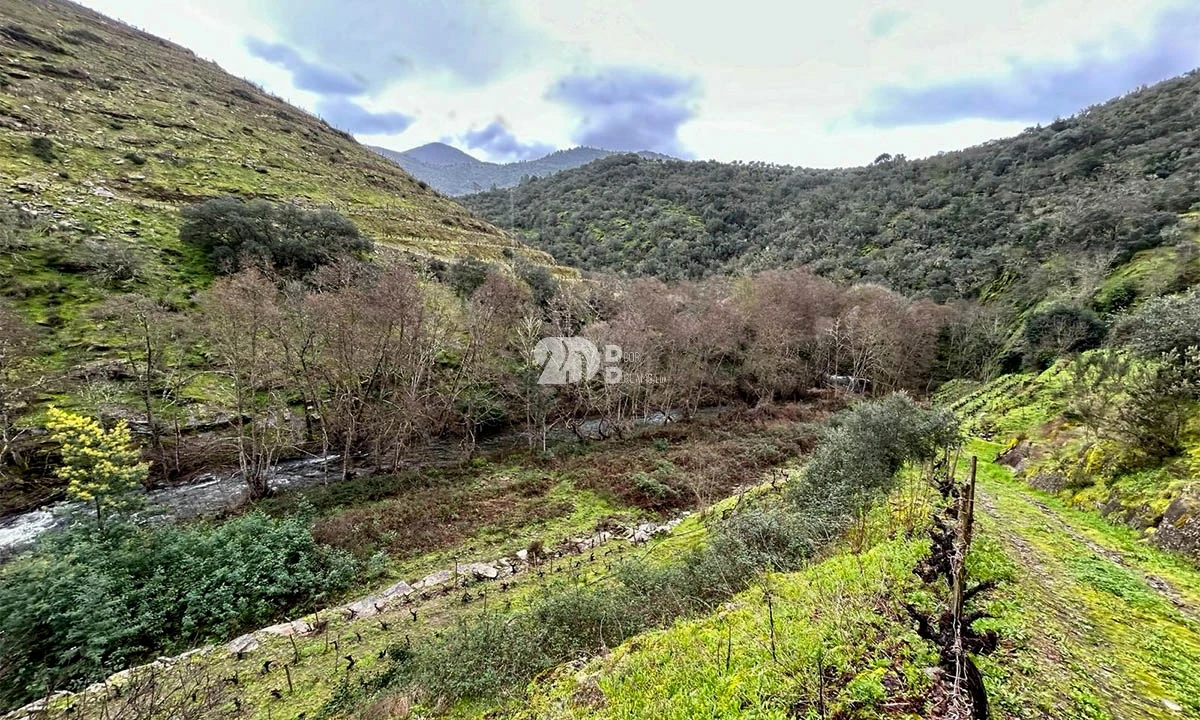 Terreno Agricola ou Rústico para Venda em Tabuaço Foto 26