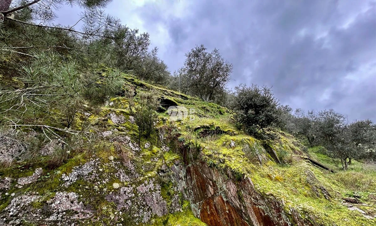 Terreno Agricola ou Rústico para Venda em Tabuaço Foto 30
