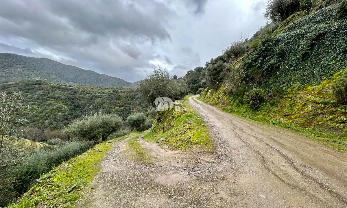 Terreno Agricola ou Rústico para Venda em Tabuaço Foto 17
