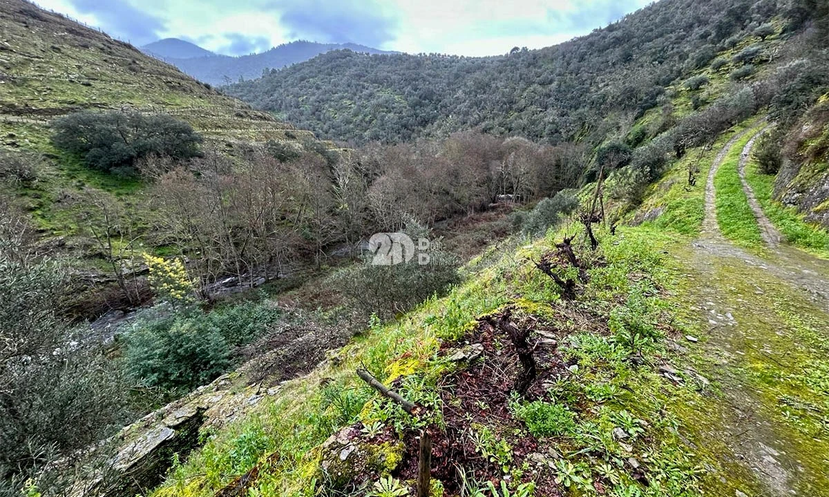 Terreno Agricola ou Rústico para Venda em Tabuaço Foto 31