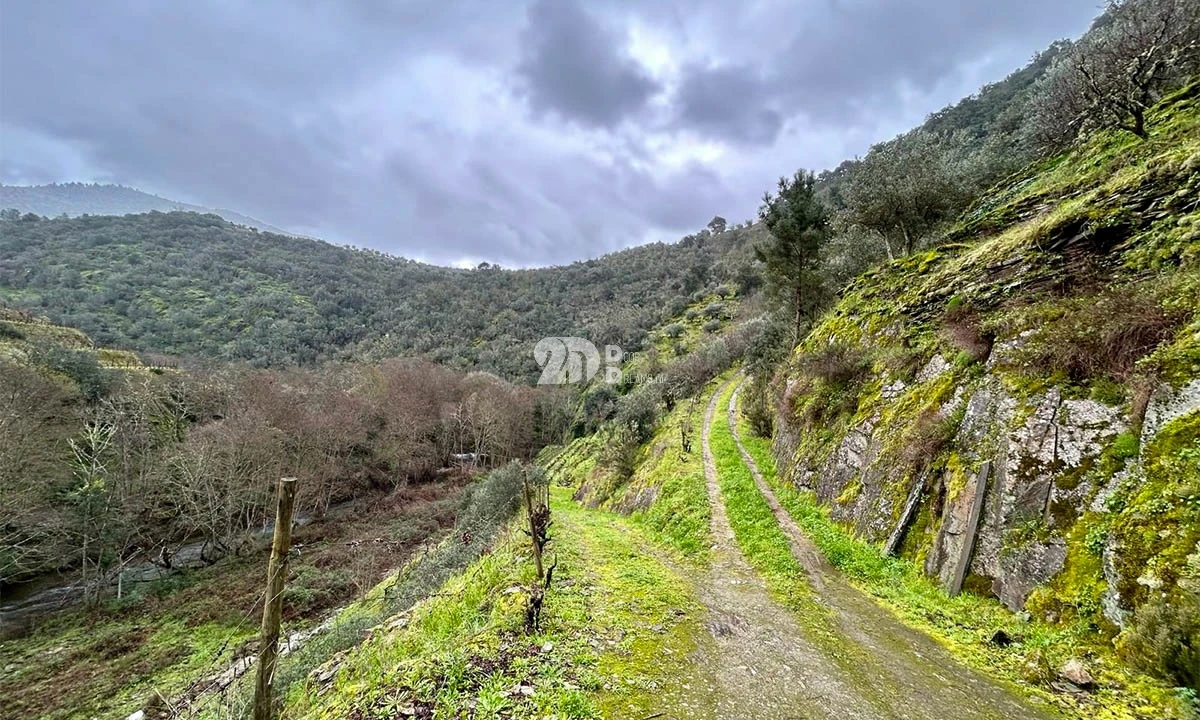 Terreno Agricola ou Rústico para Venda em Tabuaço Foto 32
