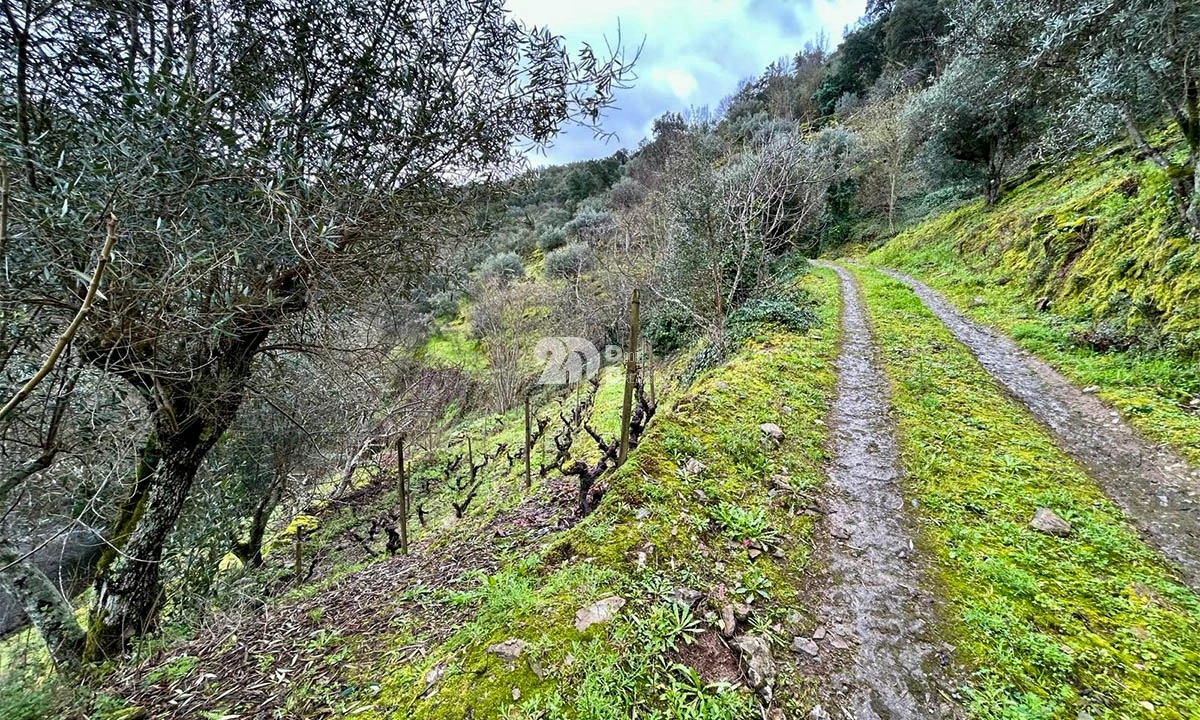 Terreno Agricola ou Rústico para Venda em Tabuaço Foto 21