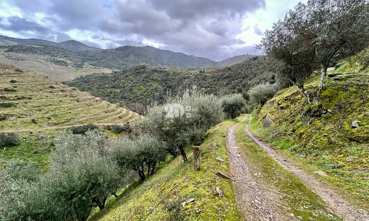 Terreno Agricola ou Rústico para Venda em Tabuaço Foto 18