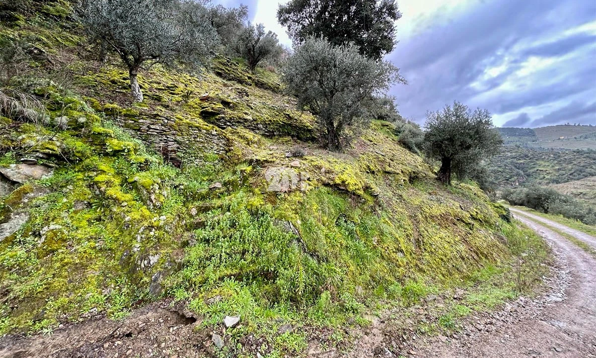 Terreno Agricola ou Rústico para Venda em Tabuaço Foto 12