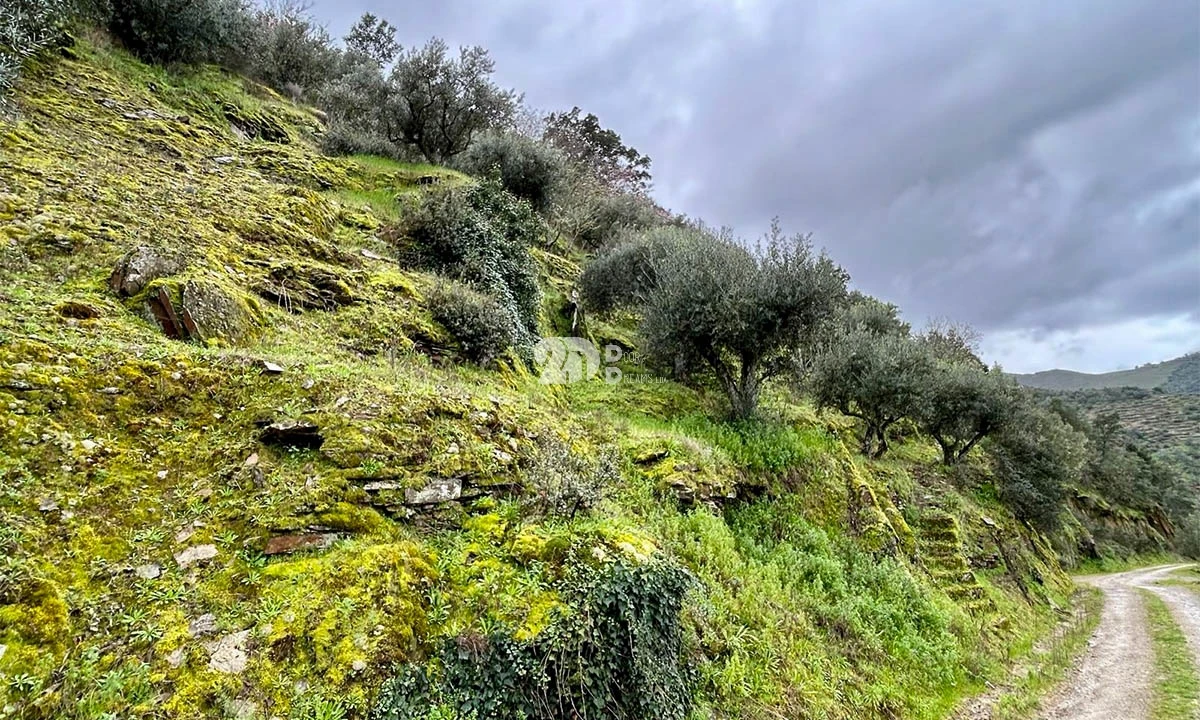 Terreno Agricola ou Rústico para Venda em Tabuaço Foto 16