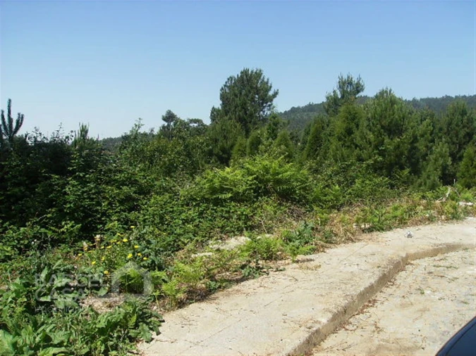 Terreno para Venda em Lama