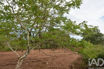 Terreno para Venda em Nossa Senhora do Pranto