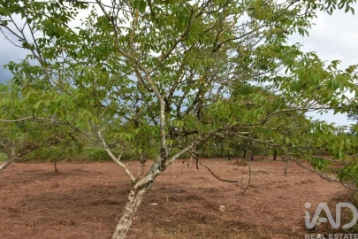 Terreno para Venda em Nossa Senhora do Pranto
