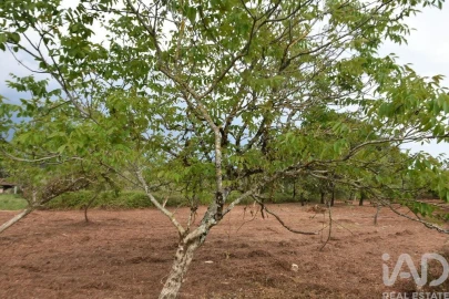 Terreno para Venda em Nossa Senhora do Pranto