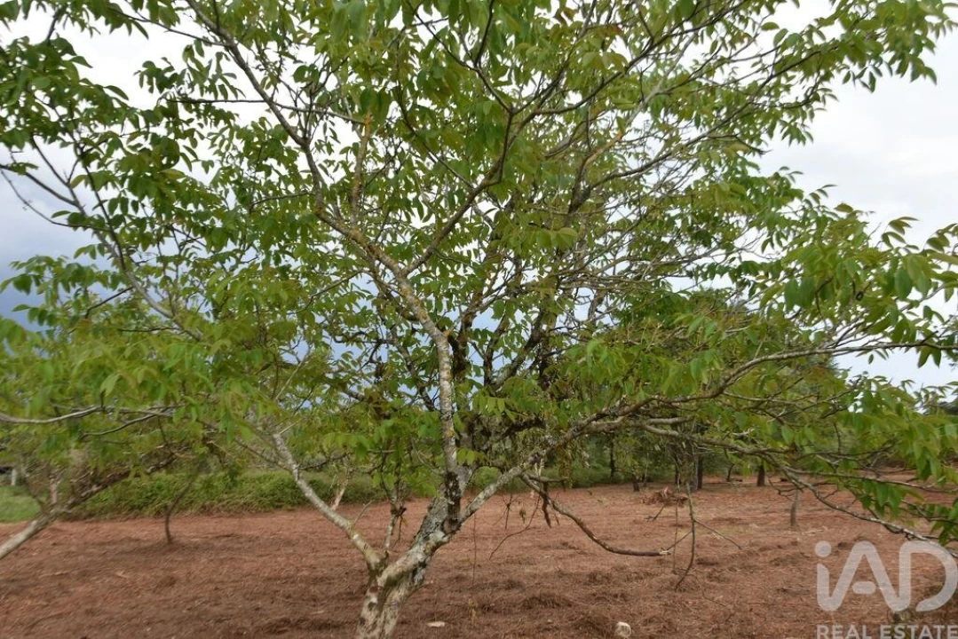 Terreno para Venda em Nossa Senhora do Pranto Foto 16
