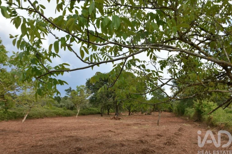 Terreno para Venda em Nossa Senhora do Pranto Foto 23