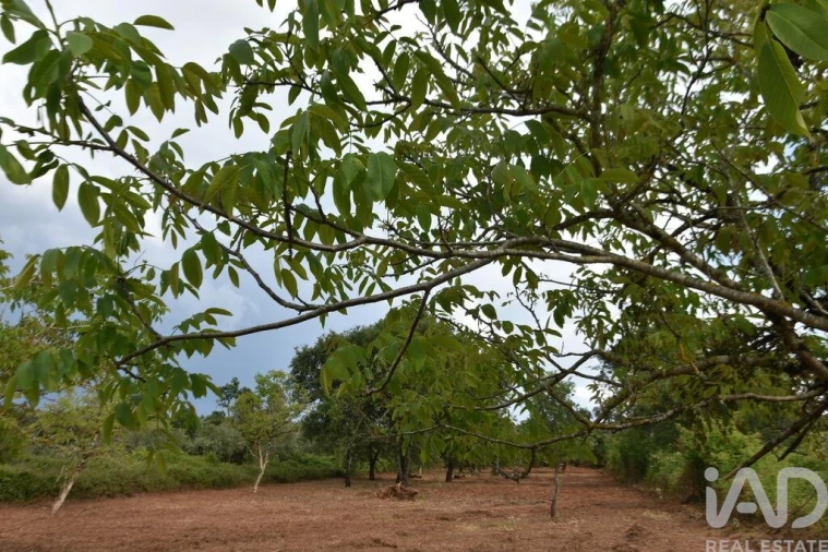 Terreno para Venda em Nossa Senhora do Pranto Foto 22