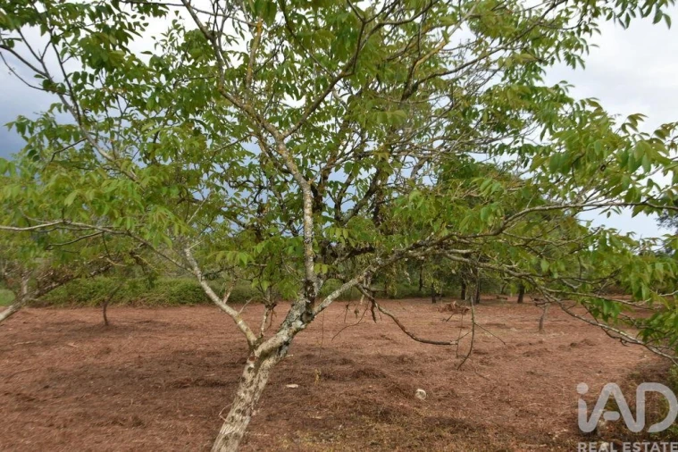 Terreno para Venda em Nossa Senhora do Pranto Foto 20