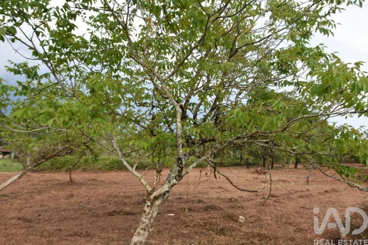 Terreno para Venda em Nossa Senhora do Pranto Foto 18
