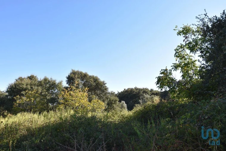 Terreno para Venda em Nossa Senhora do Pranto Foto 9