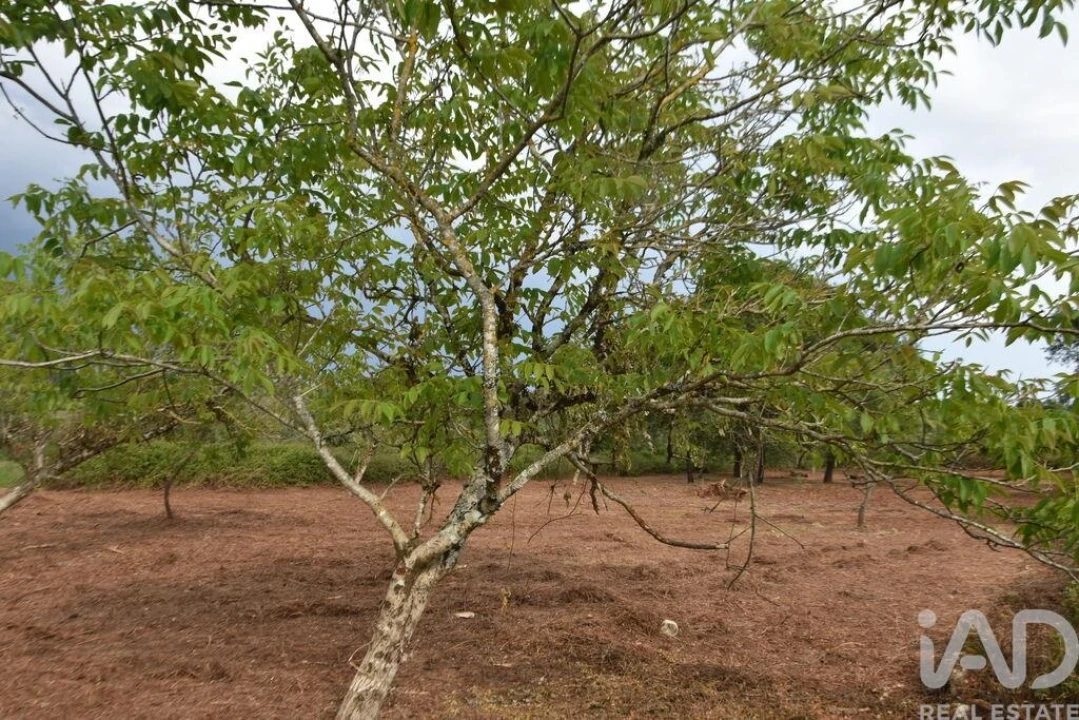 Terreno para Venda em Nossa Senhora do Pranto Foto 20