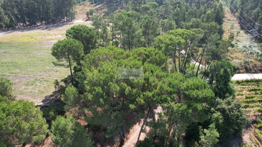 Terreno para Venda em Beijos Foto 9