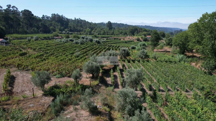 Terreno para Venda em Beijos Foto 5