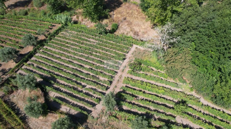Terreno para Venda em Beijos Foto 6