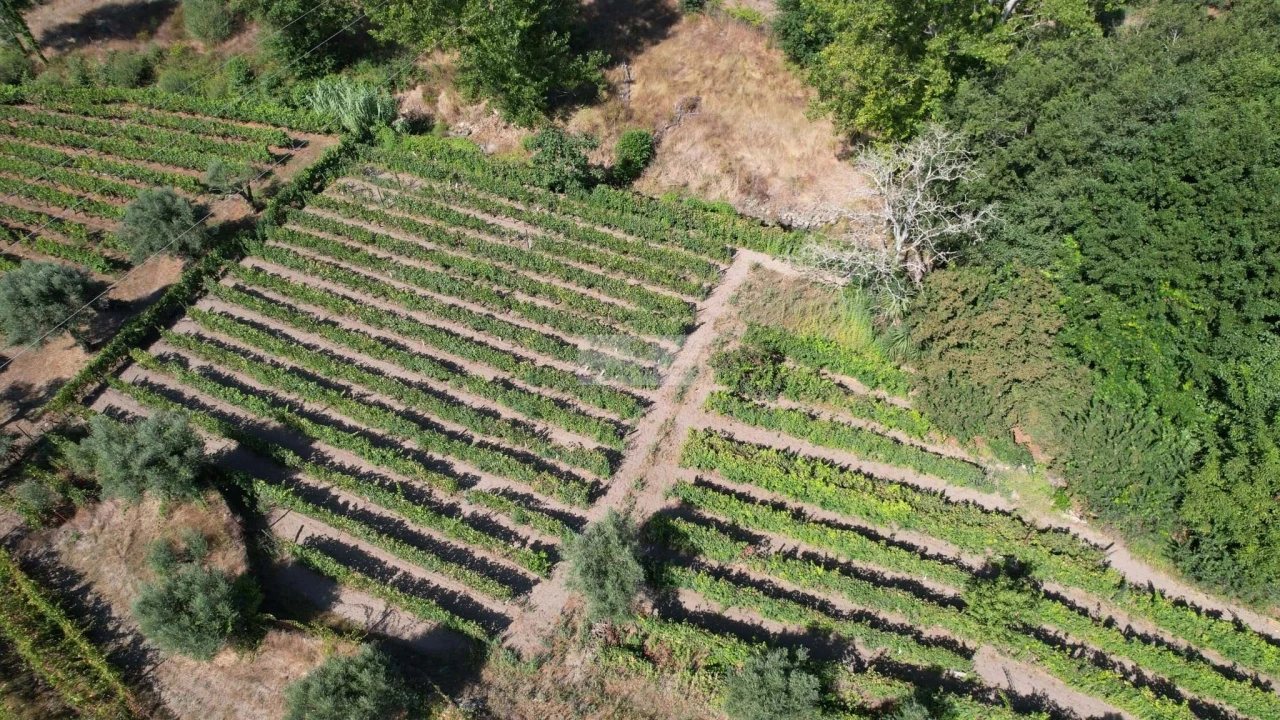 Terreno para Venda em Beijos Foto 6